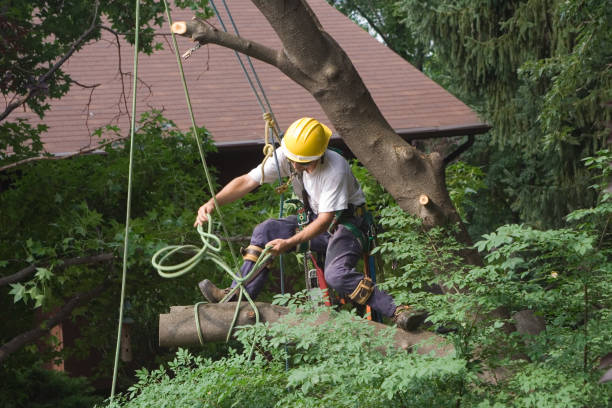 Cape Girardeau, MO Tree Services Company